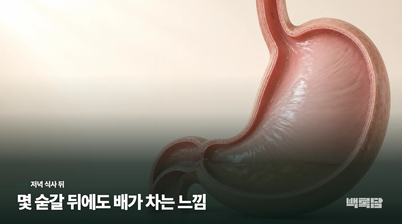 퇴근 뒤 저녁만 먹으면 배가 오래 차는 이유