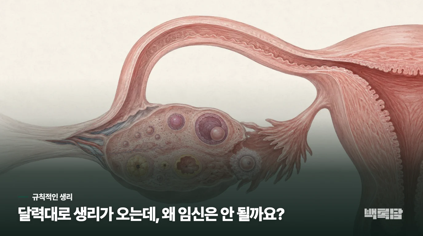 달력대로 생리가 오는데, 왜 임신은 안 될까요?